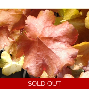 Heuchera World Caffe 'Americano'